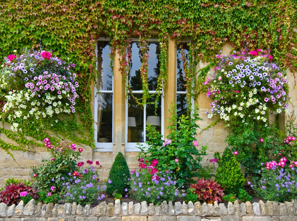 Façade de maison en pierre avec fenêtres à la française, mur végétalisé de lierre aux feuillages verts et rougeâtres