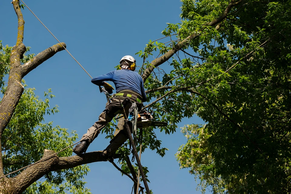 Élagueur professionnel en action dans un arbre, équipé d'un casque de sécurité blanc et harnais d'escalade
