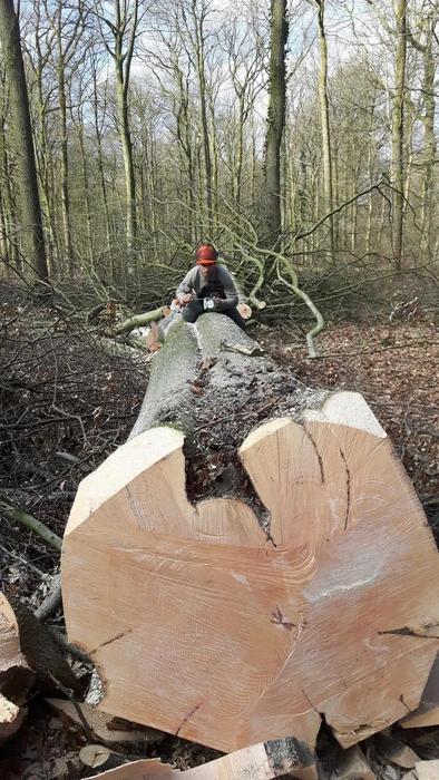 Bûcheron en forêt de feuillus, assis sur un tronc abattu, utilisant une tronçonneuse pour le débitage