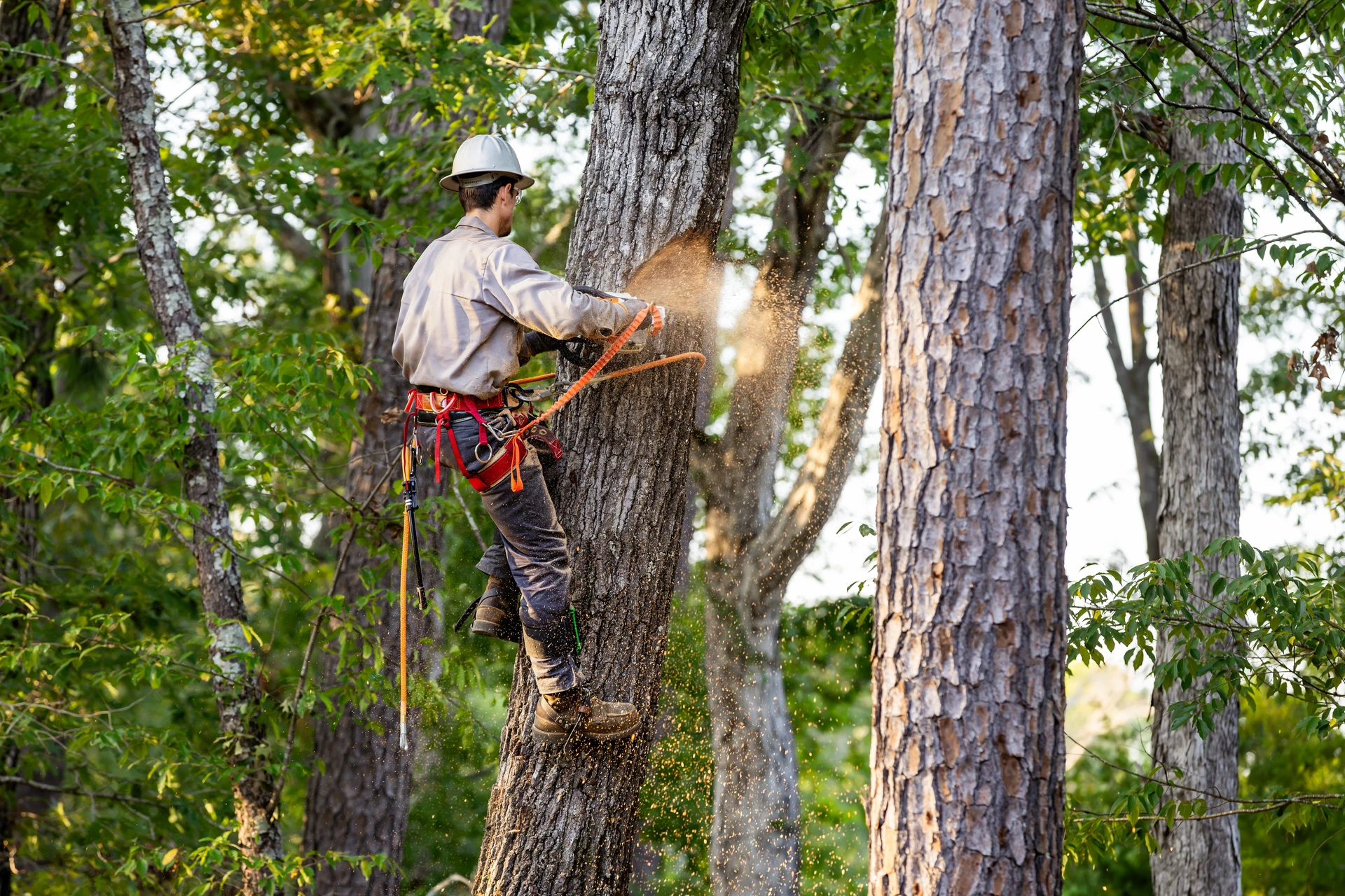 Arboriste grimpeur équipé d'un harnais de sécurité utilise une tronçonneuse pour élaguer un arbre en extérieur