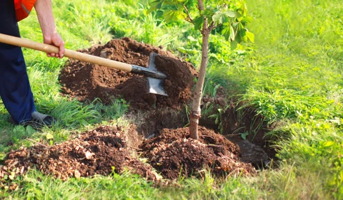 Scène extérieure de plantation d'arbre avec personne utilisant une pelle à manche long pour ajouter de la terre autour d'un jeune arbre