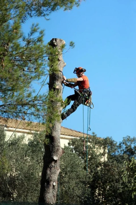 Arboriste-grimpeur en action sur un grand pin méditerranéen élagué, portant EPI complets : casque forestier avec visière, baudrier d'arboriste avec longes et mousquetons, vêtements de protection