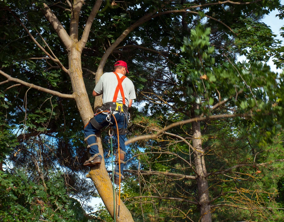 Élagueur professionnel en action dans un arbre, portant équipements de sécurité orange et casque rouge, effectuant travaux de taille en hauteur dans environnement boisé avec feuillage dense