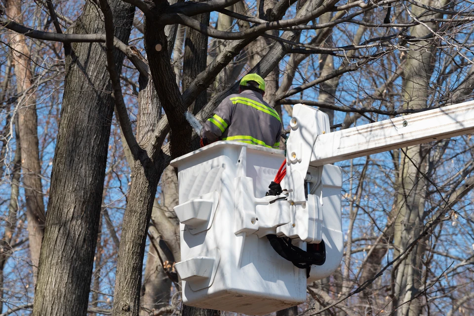 Arboriste en combinaison rouge grimpant en tête d'un arbre dépourvu de branches, effectuant un abattage par démontage en sections