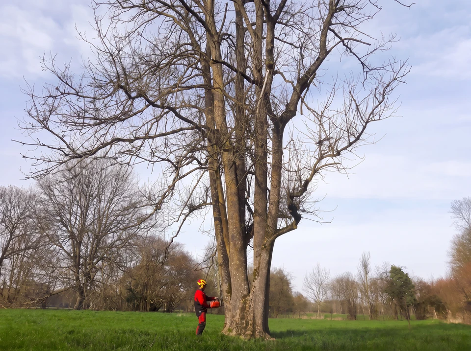 Professionnel en tenue de travail utilisant une tronçonneuse pour découper un tronc d'arbre abattu dans un environnement extérieur verdoyant