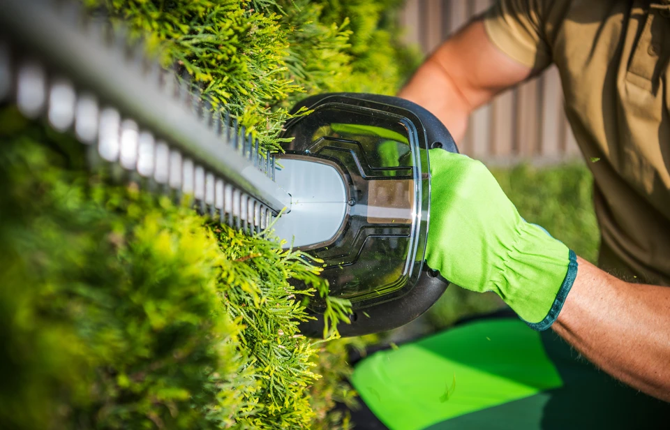 Professionnel en équipement de sécurité orange utilisant un taille-haie thermique pour l'entretien d'une haie de thuyas dans un jardin résidentiel
