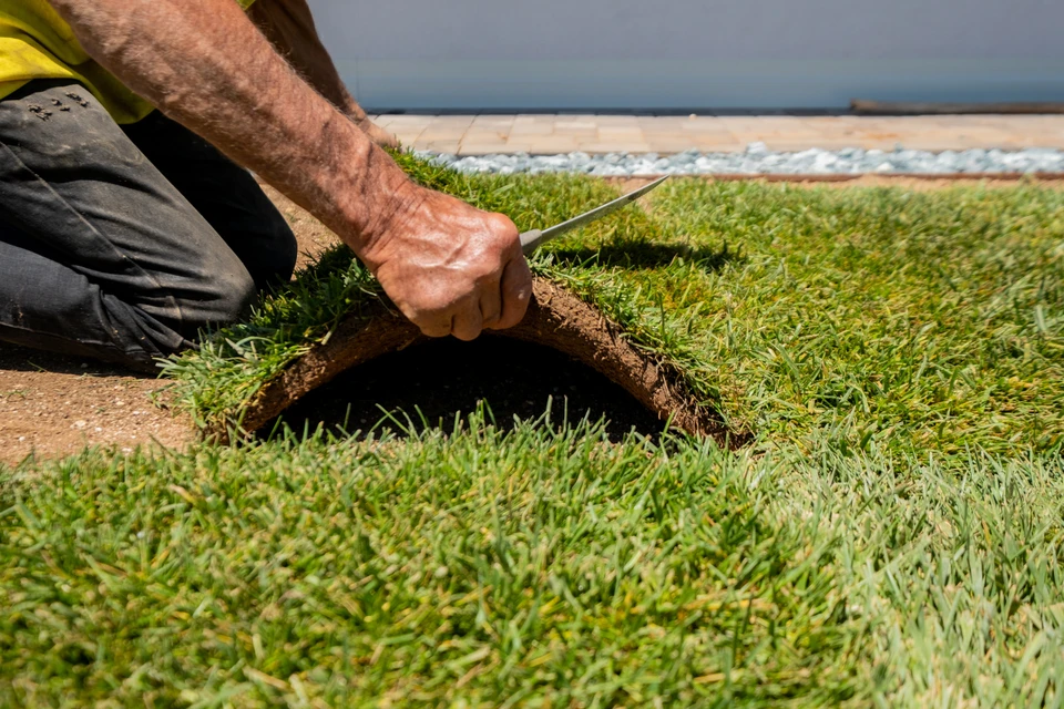 Scène extérieure d'aménagement paysager avec ouvrier installant des rouleaux de gazon naturel en plaques sur terrain préparé